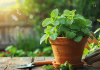 Cultiver de la menthe facilement : astuces et secrets de jardinage révélés
