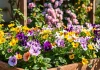 Faire pousser des fleurs comestibles : conseils et astuces de culture au jardin ou au potager