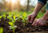 Jardinier plantant jeunes légumes dans le sol fertile au printemps