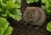 Photo hyperrealiste d'un vole dans un jardin de légumes